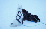 Nansen Nome Harness 5.0 (Non-Stop Dogwear)