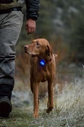 The Beacon Safety Light Ruffwear SnowPaw Store