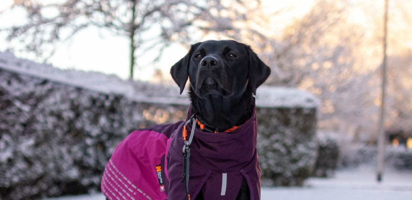 Warm Road to Recovery (Wren's Story)