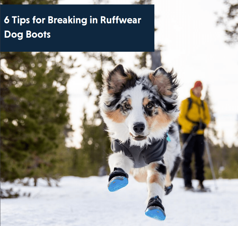 6 Tips for Breaking in Ruffwear Dog Boots - SnowPaw Store