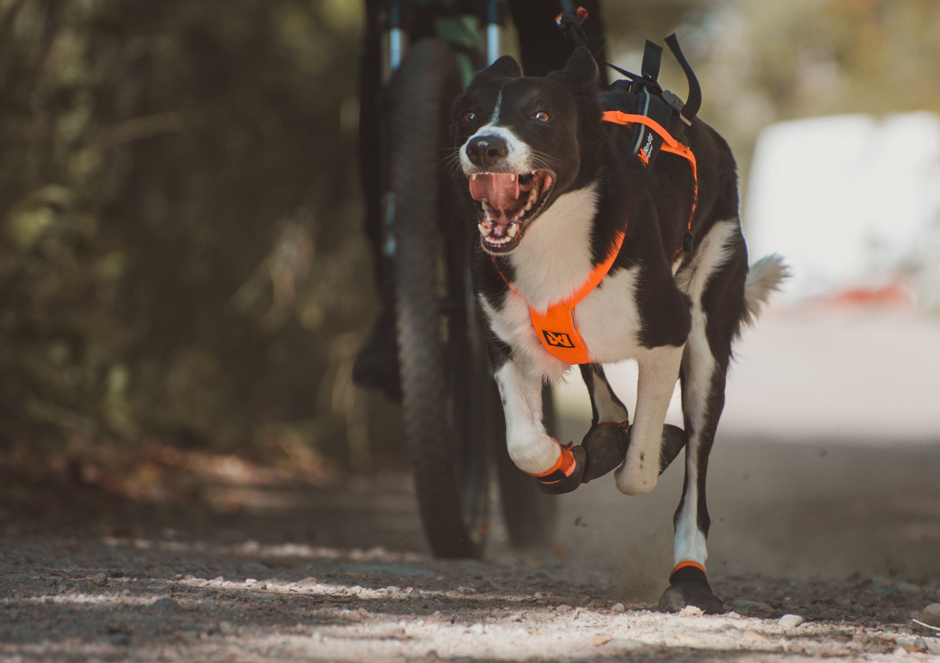 Making Sense of Dog Harness Sizes