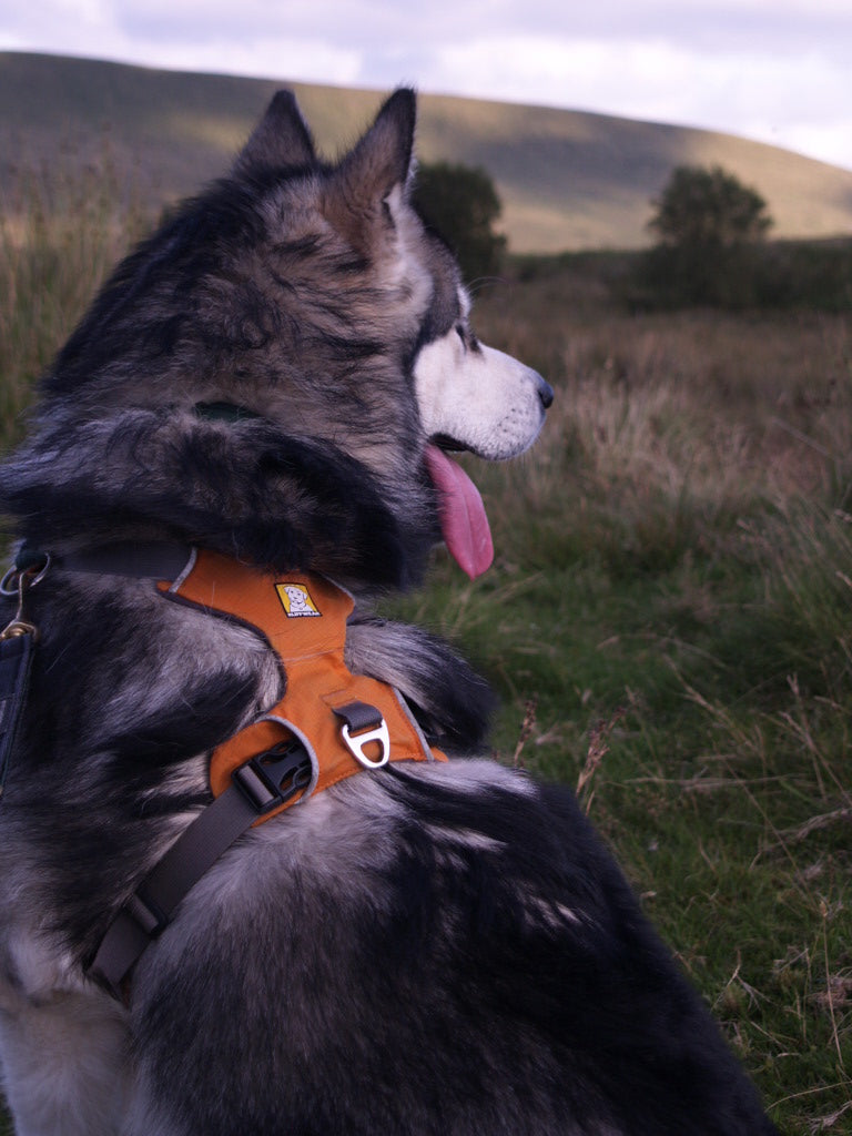 Harness walking the sled dog and the Front Range Harness by Flint Sky