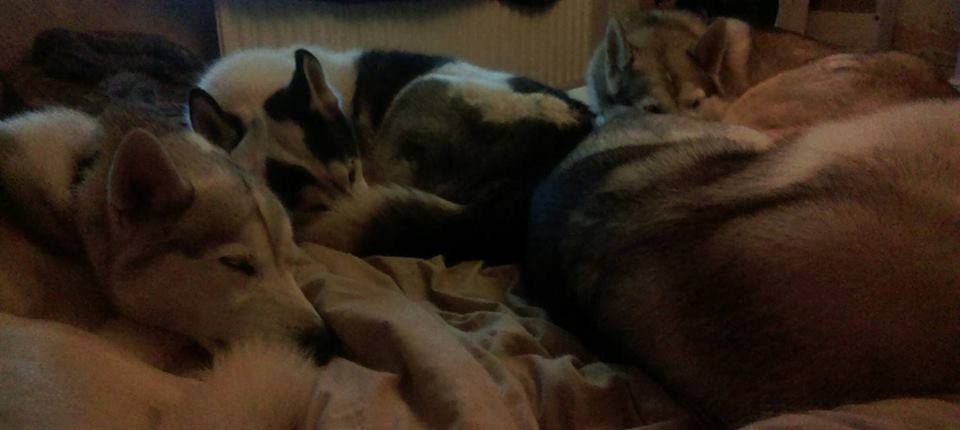 Bed Dog 101 - SnowPaw Store