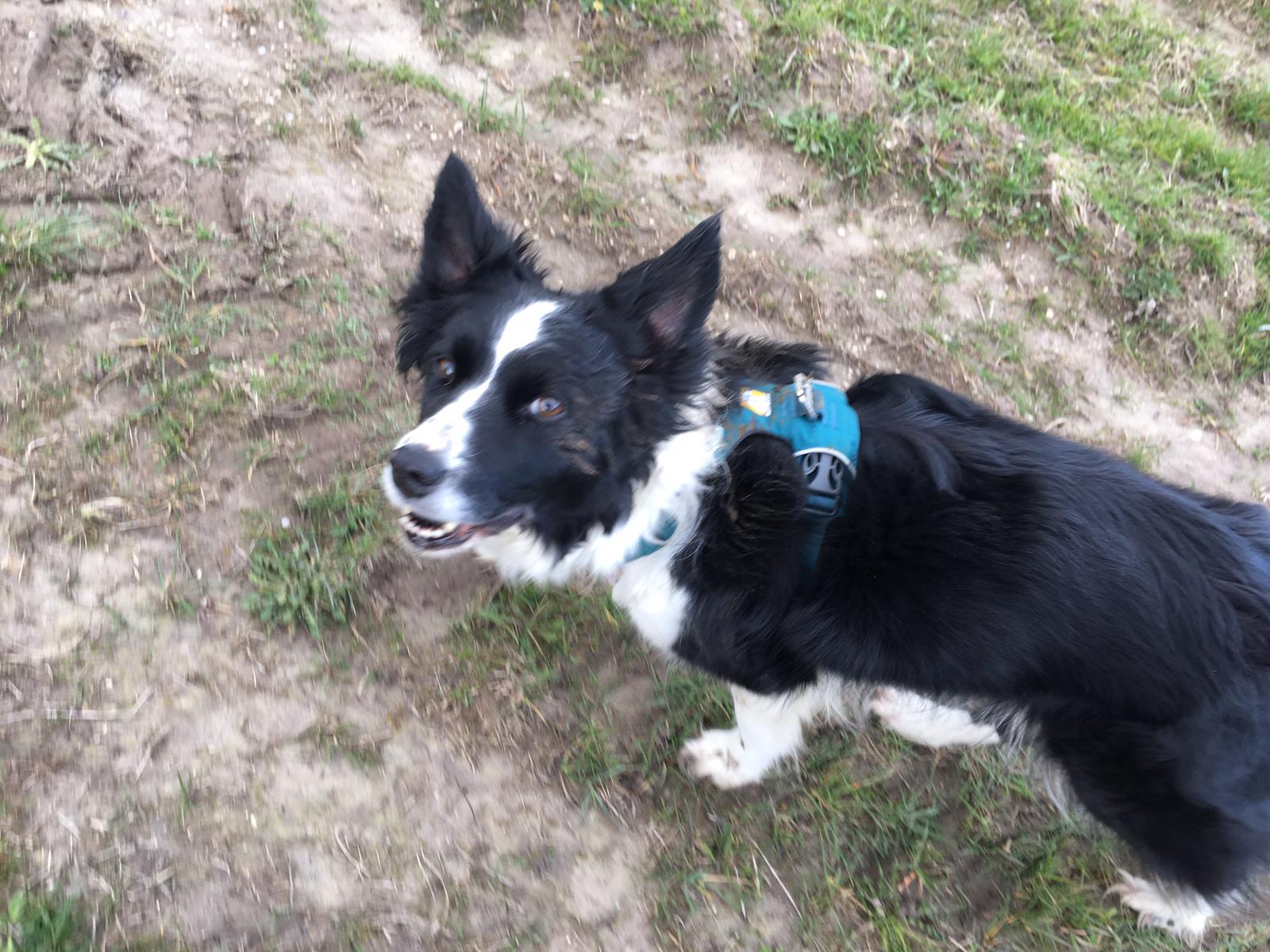 Bikejoring - Which arm is right for me? A down to earth review - SnowPaw Store