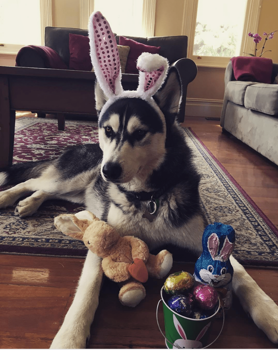 Chocolate and Dogs - SnowPaw Store