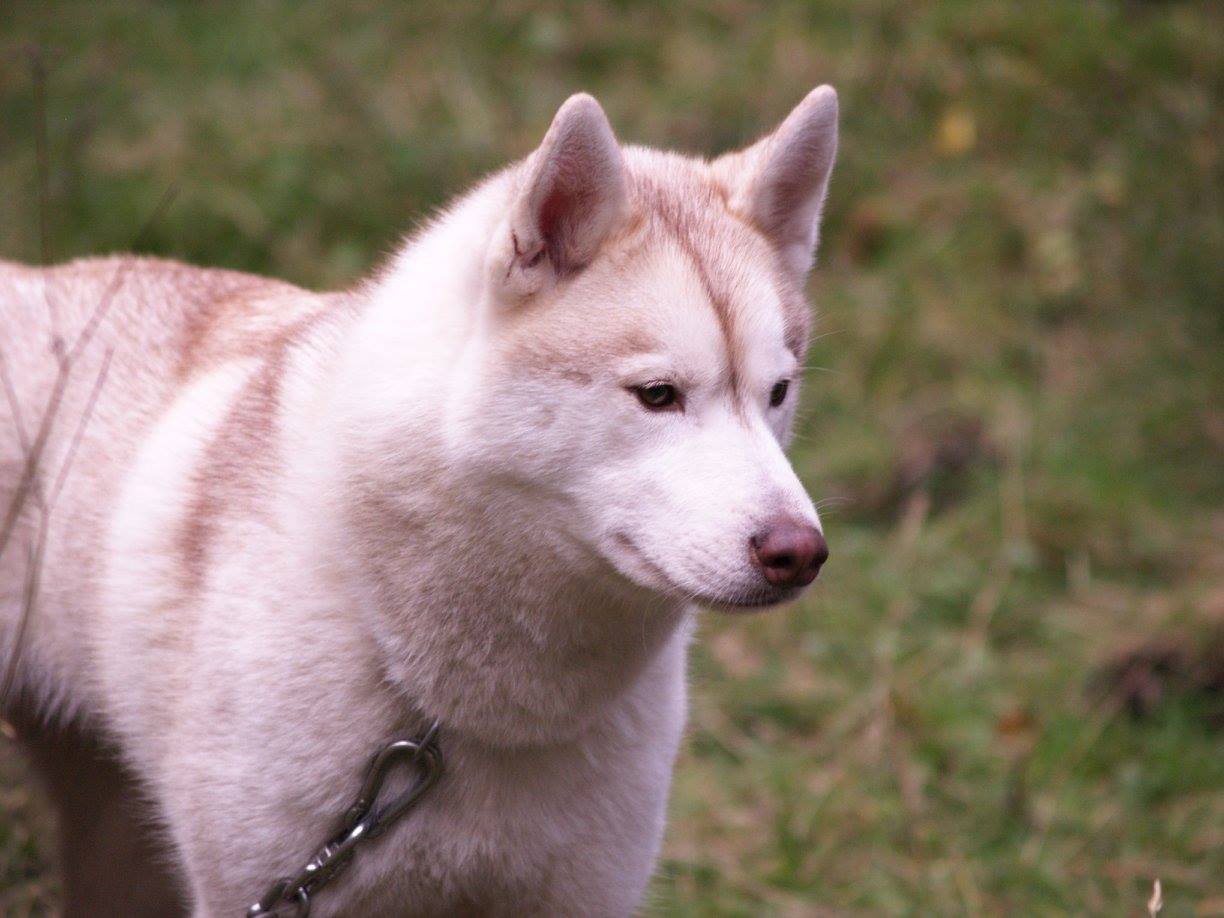 Event Report: AMWA Forest of Dean Rally - 26th and 27th November 2016 - SnowPaw Store