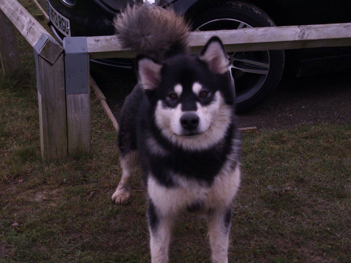 Event Report: AMWA Hicks Lodge 2 Day Rally - 20th and 21st February 2016 - SnowPaw Store