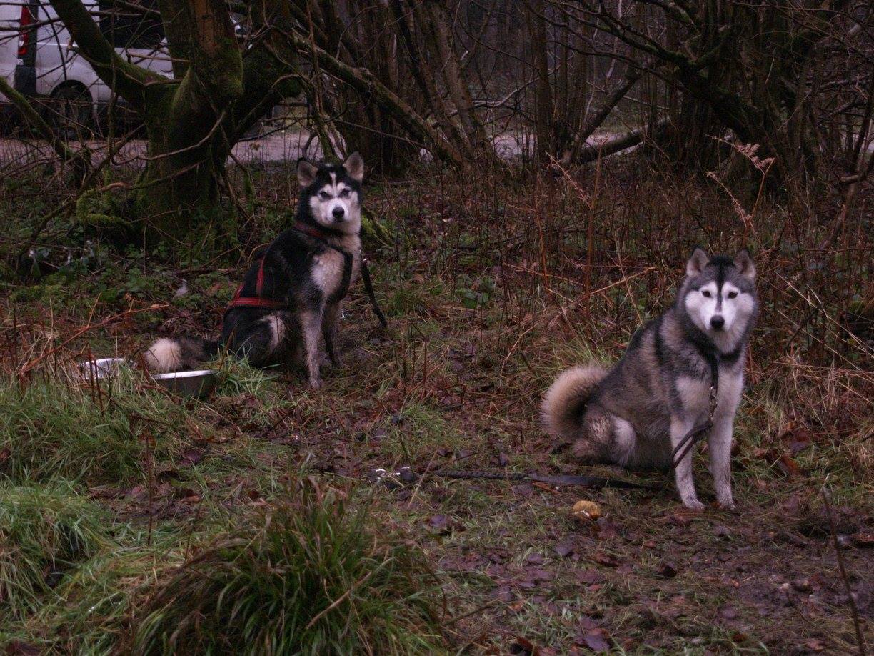 Event Report: BSA West Harting Down 2 Day Rally – 13th and 14th February 2016 - SnowPaw Store