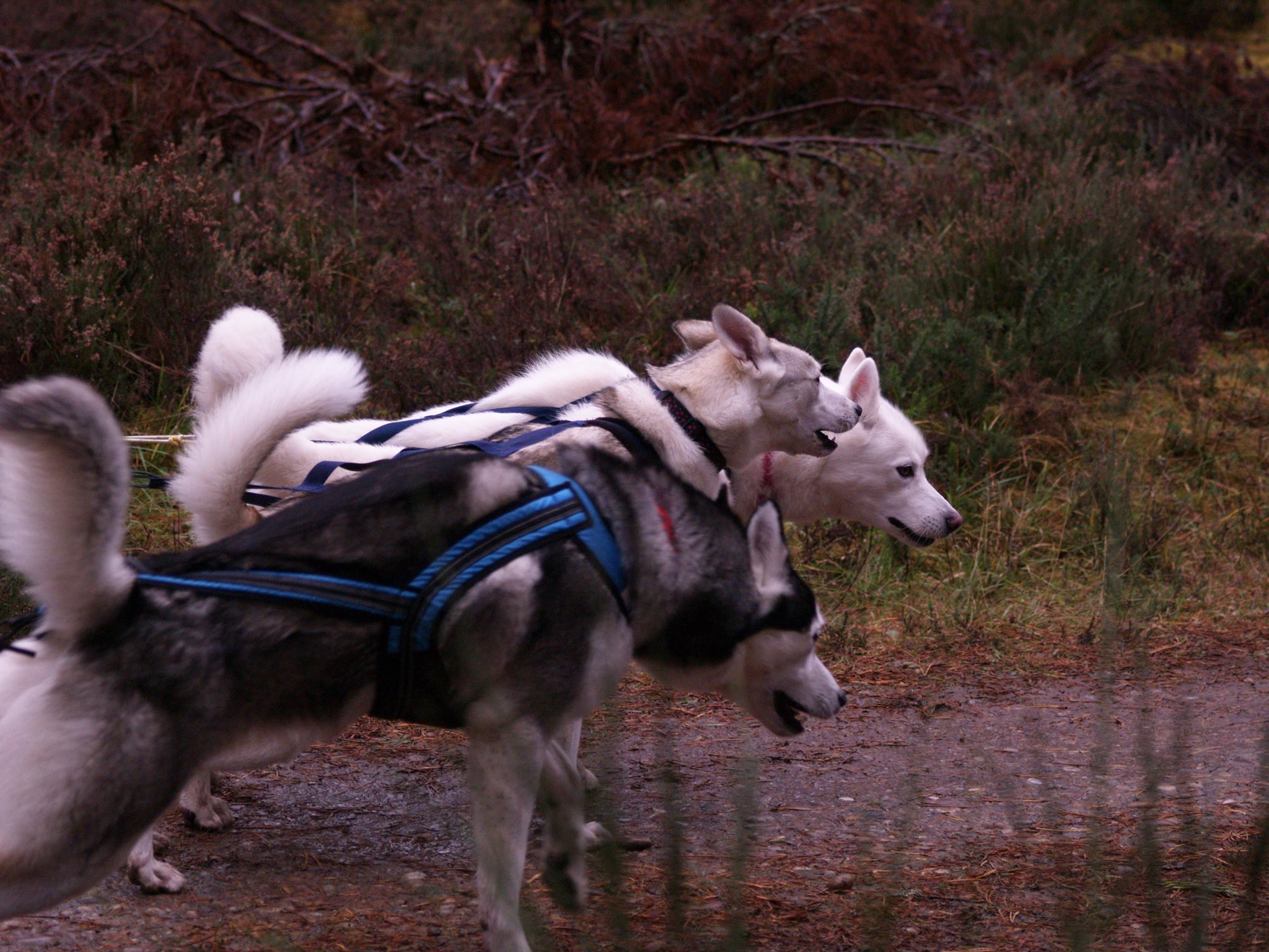 Event Report: SSHC Culbin Forest Rally - 12th and 13th November 2016 - SnowPaw Store