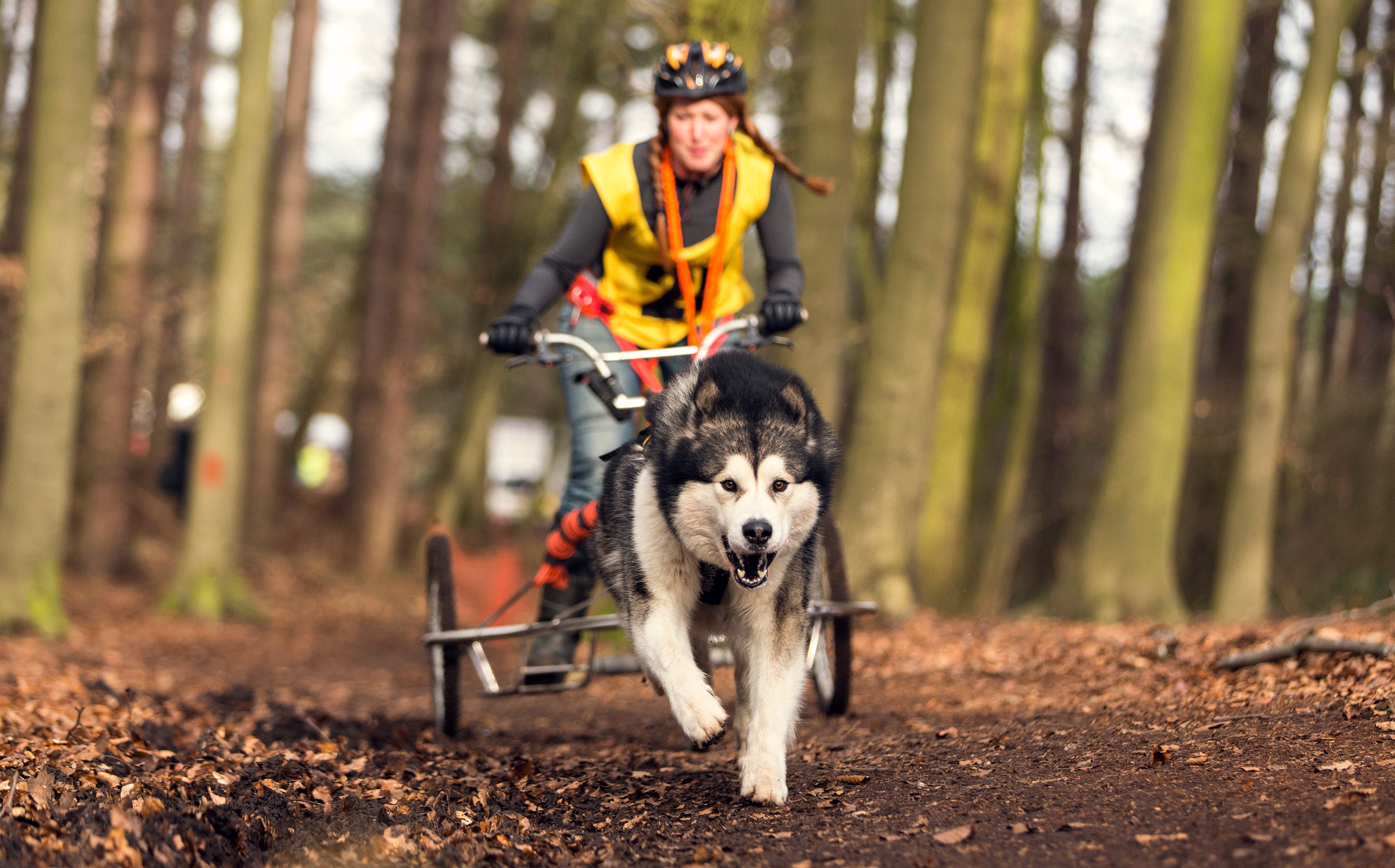 Flint Sky Alaskan Malamutes - SnowPaw Store
