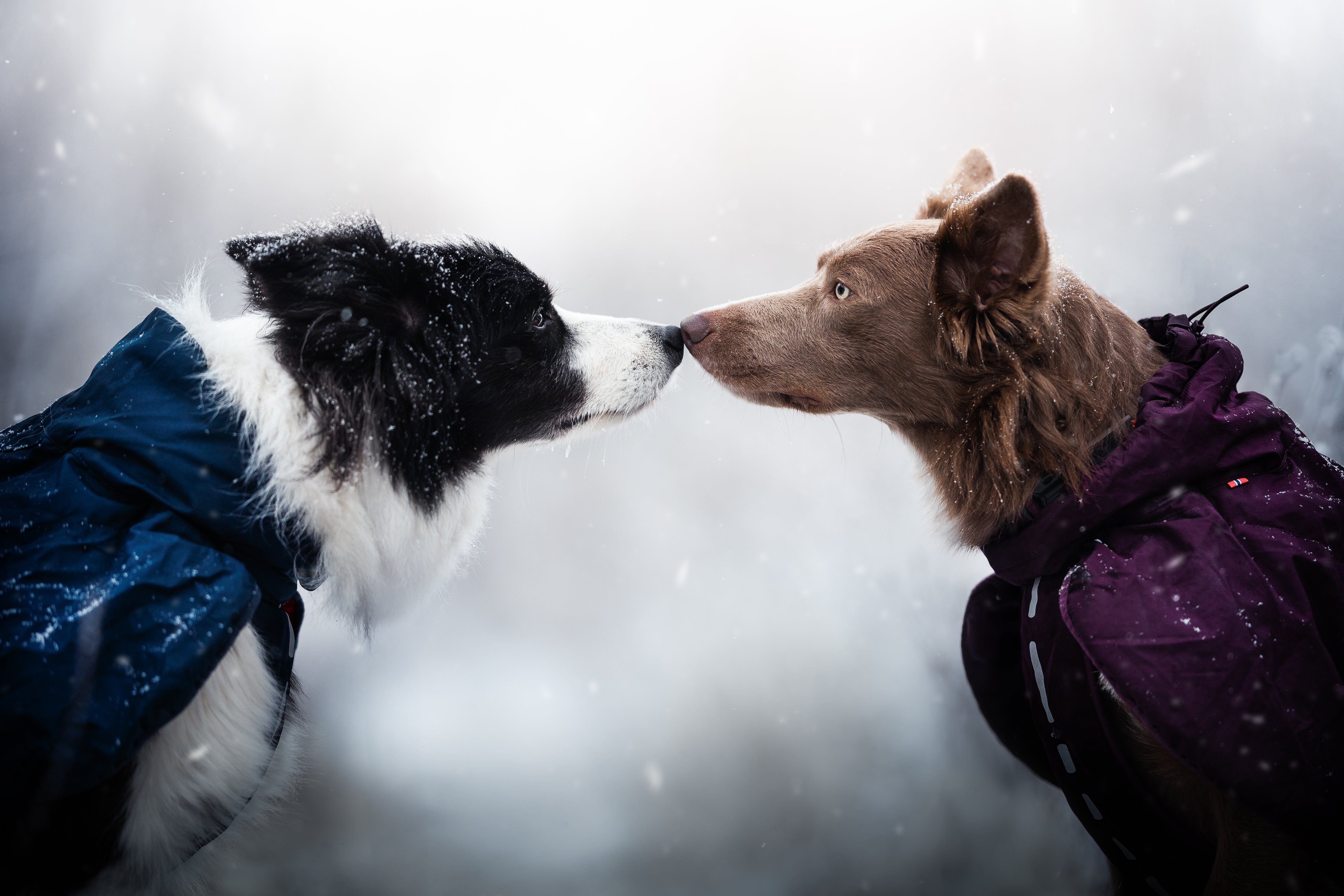 How to keep your dog warm & comfortable in winter - SnowPaw Store