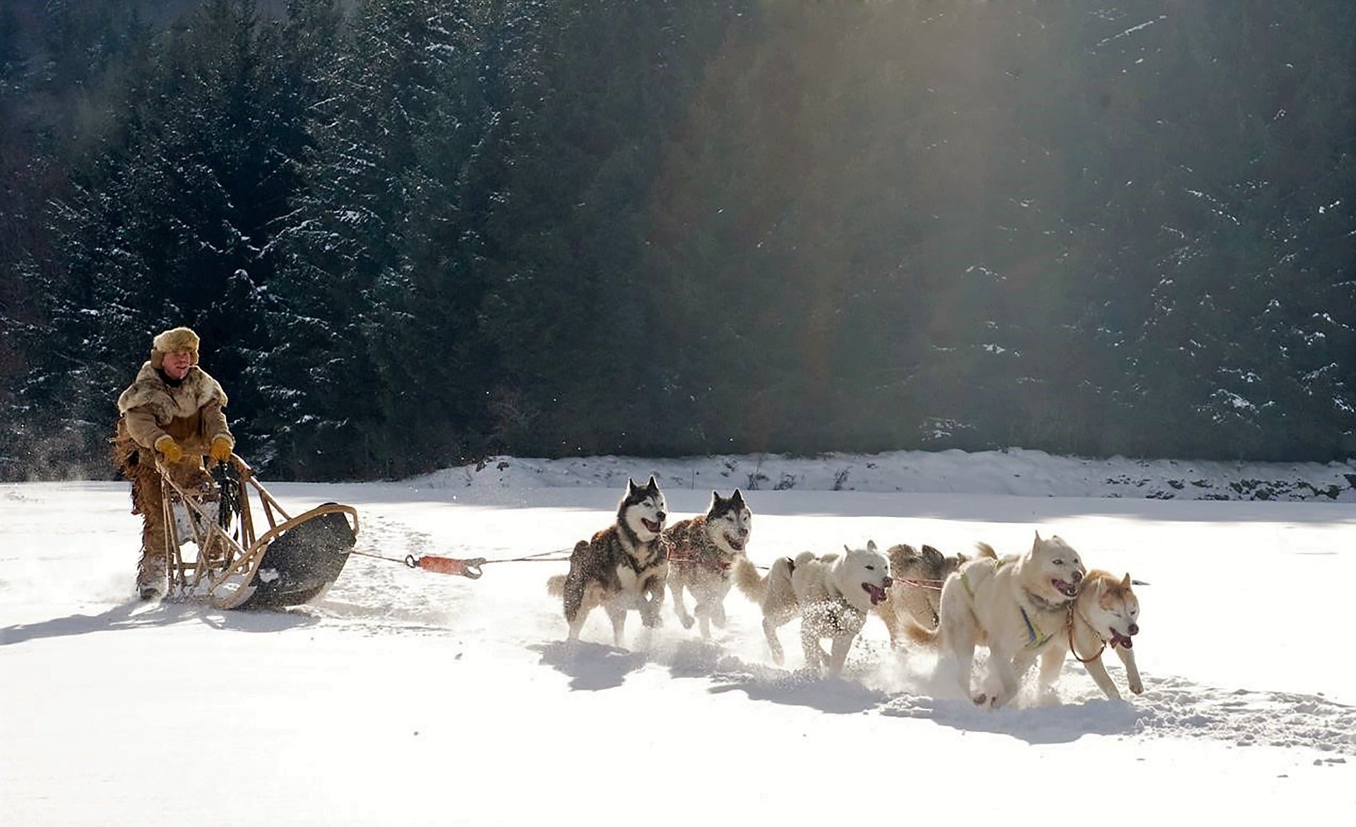 How to Prepare for a Dog Race - SnowPaw Store