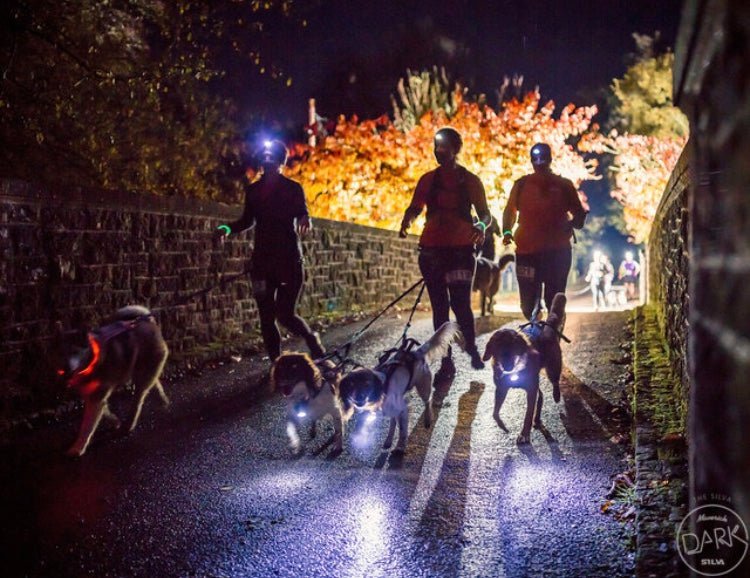 Into the darkness - by C&M Canicross - SnowPaw Store