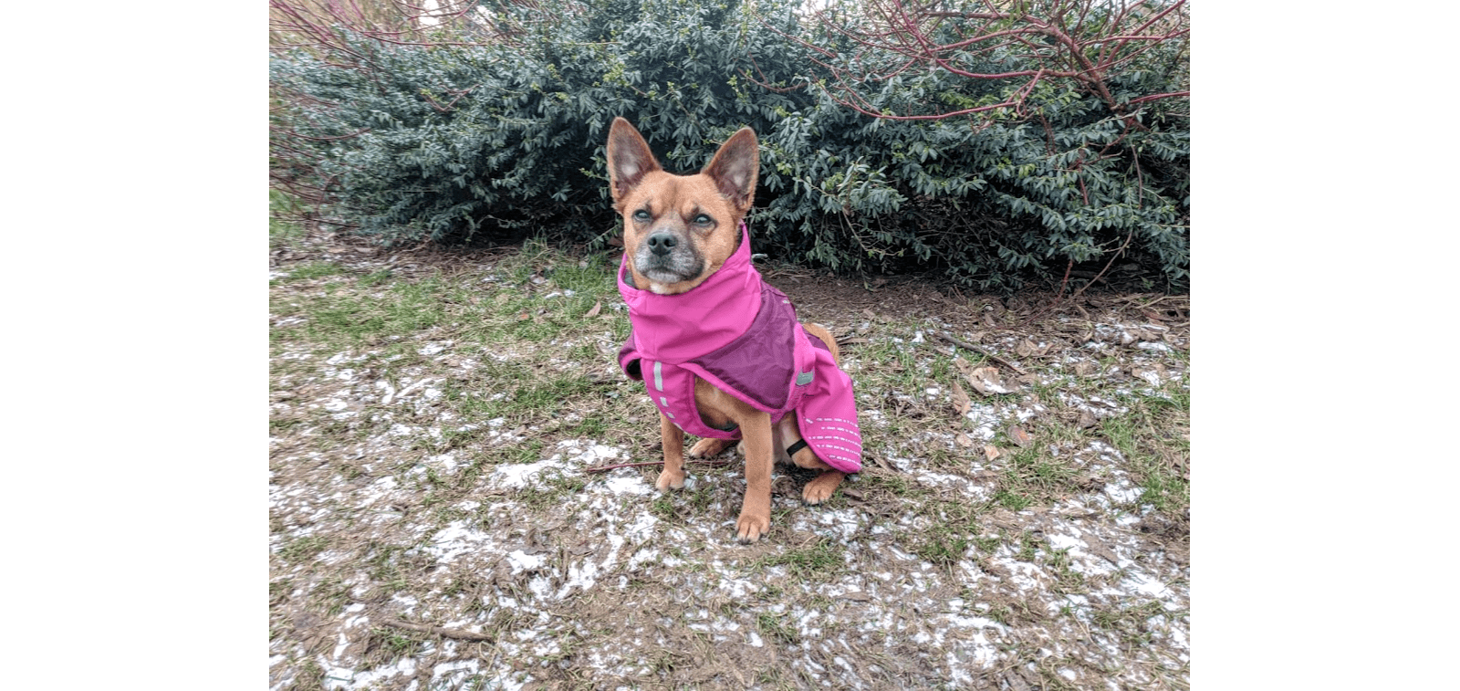 Non-Stop Dogwear Glacier jacket review - SnowPaw Store