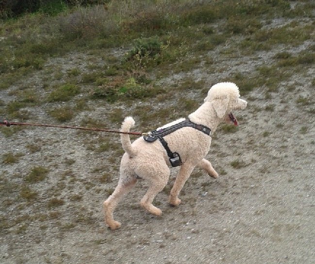 Sailor's new pastime - SnowPaw Store