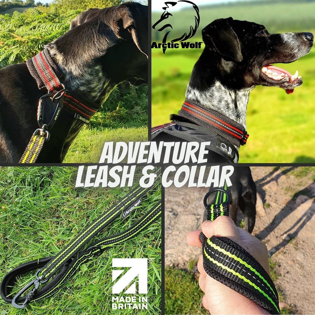 Spotlight on: Arctic Wolf - SnowPaw Store