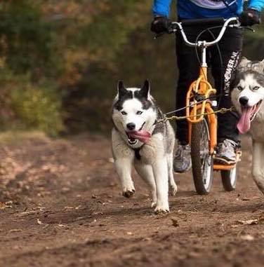 Taking care of your dogs in warmer temperatures - SnowPaw Store