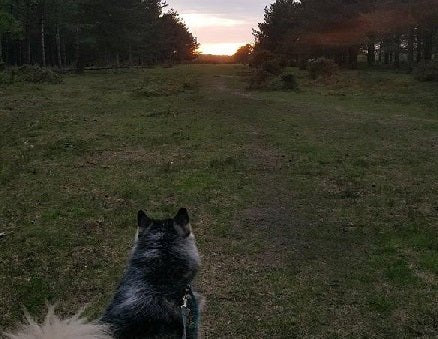 The Dos and Don’t's of Exercising your Dog - SnowPaw Store