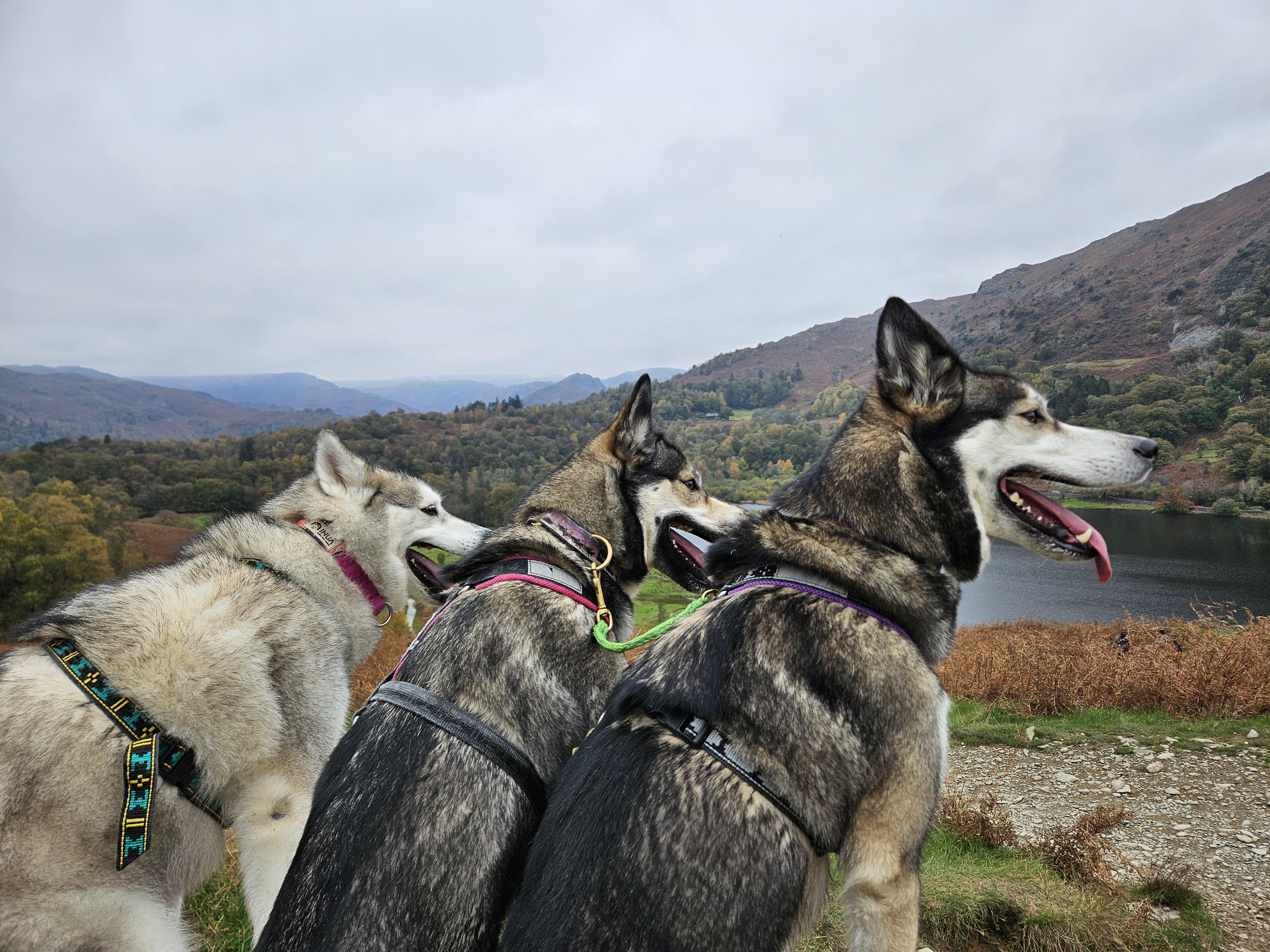 The Snowpaw Family- Fjallpack Huskies - SnowPaw Store