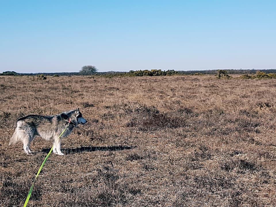 Top 10 Dog Walking Tips - SnowPaw Store