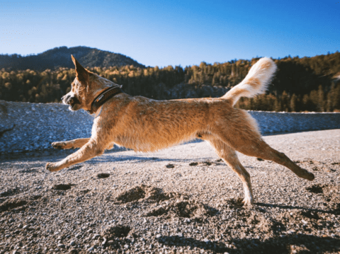 Top 5 ways to keep your dog cool this summer - SnowPaw Store