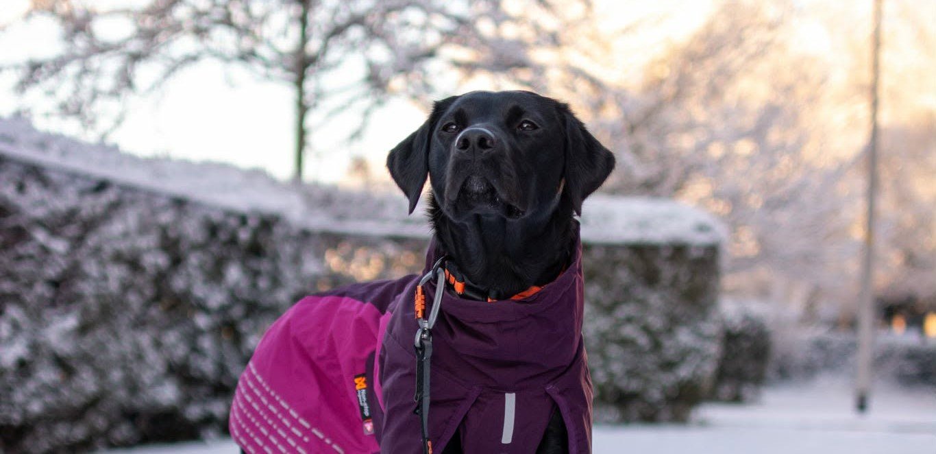 Warm Road to Recovery (Wren's Story) - SnowPaw Store