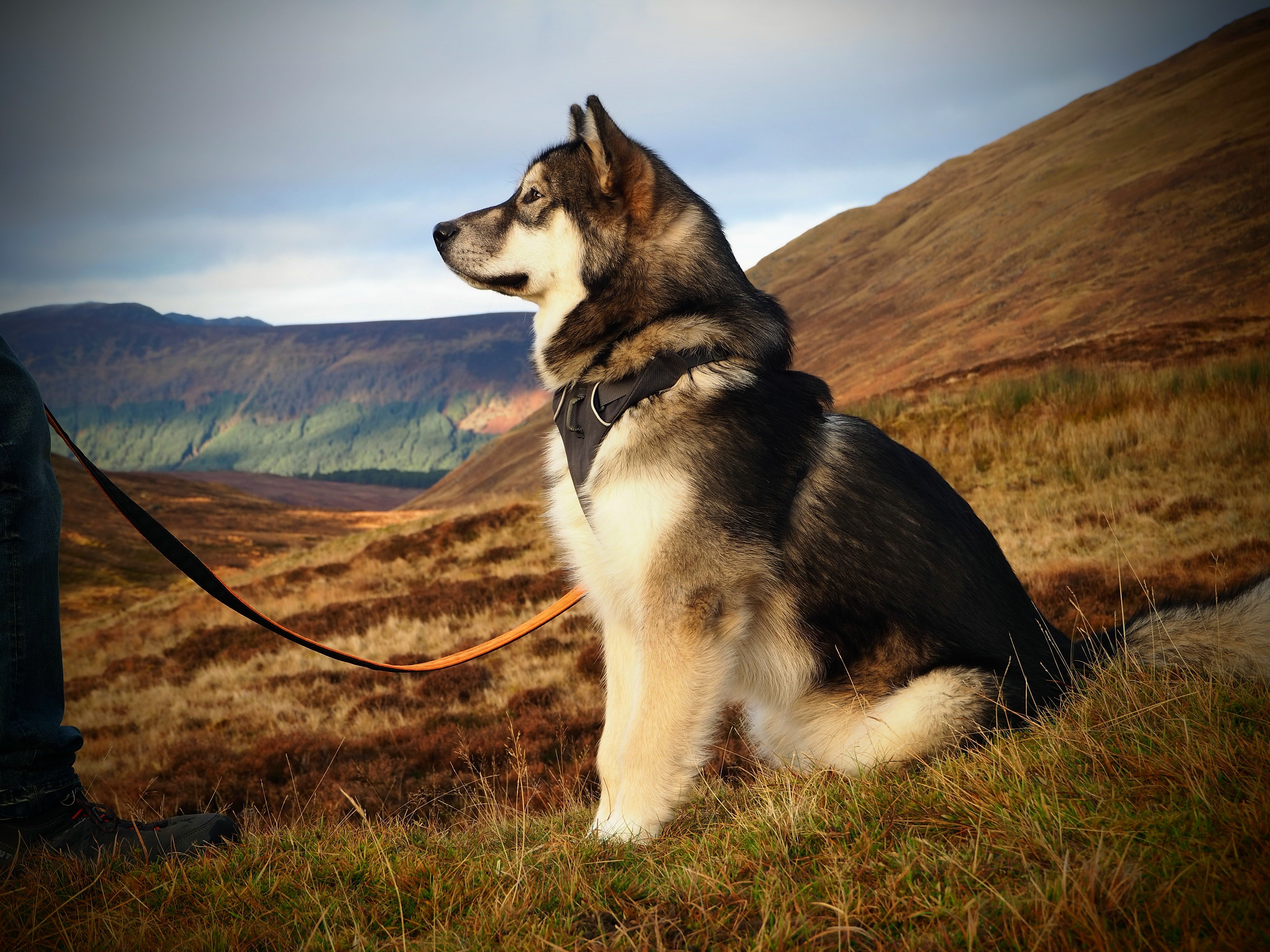 Welcoming Flintsky Malamutes - SnowPaw Store