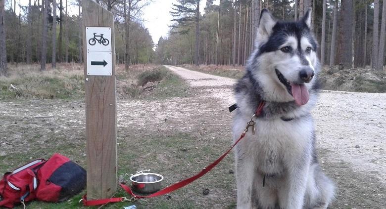 What things can my dog carry in his backpack? - SnowPaw Store