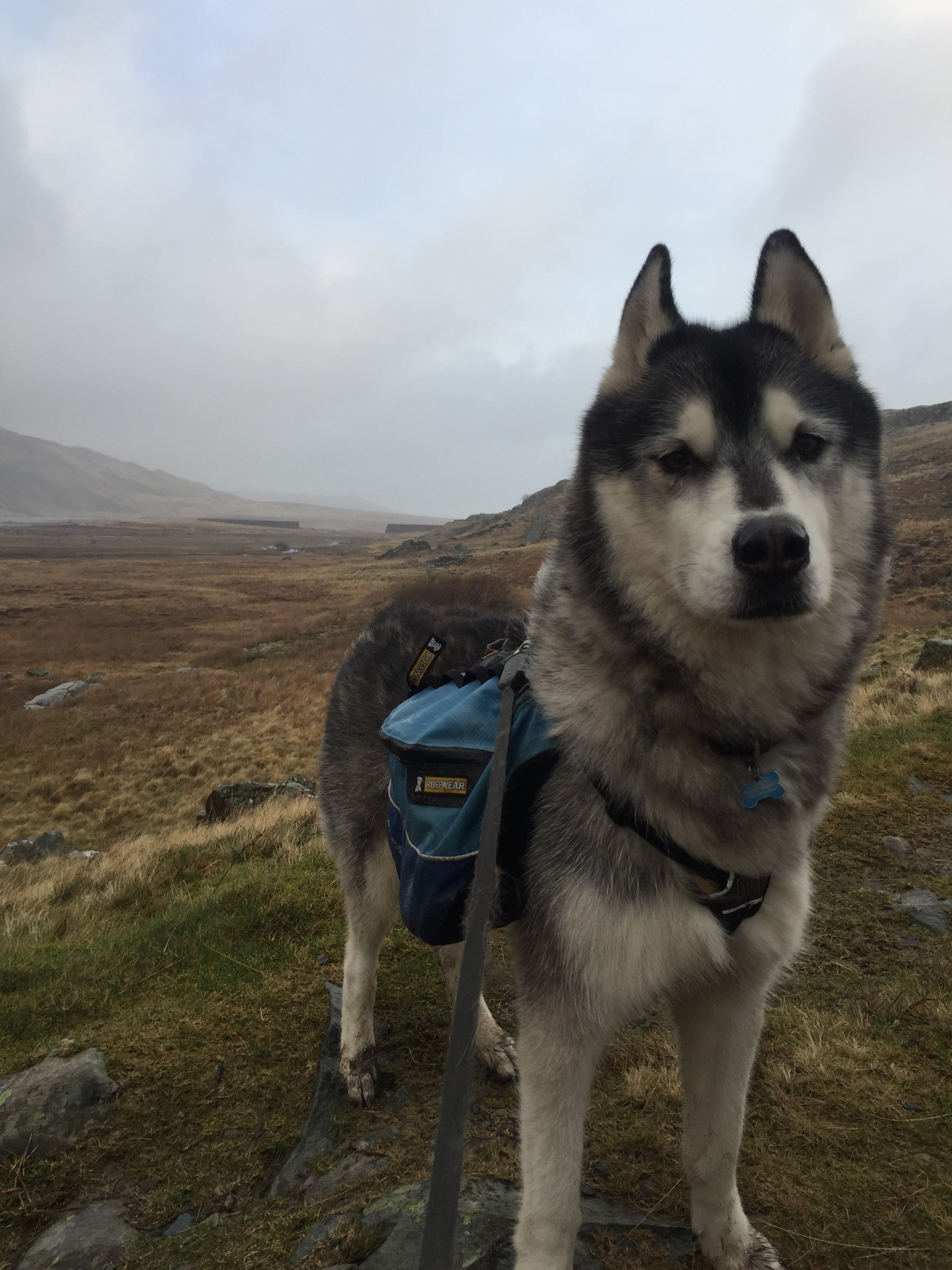 Which Dog Backpack is best for my dog? - SnowPaw Store