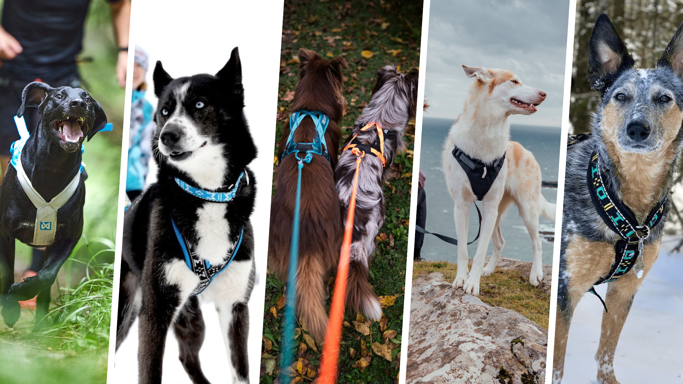 Which Walking Harness Is Right for Your Dog? A Guide to Styles, Shapes, and Best Uses - SnowPaw Store