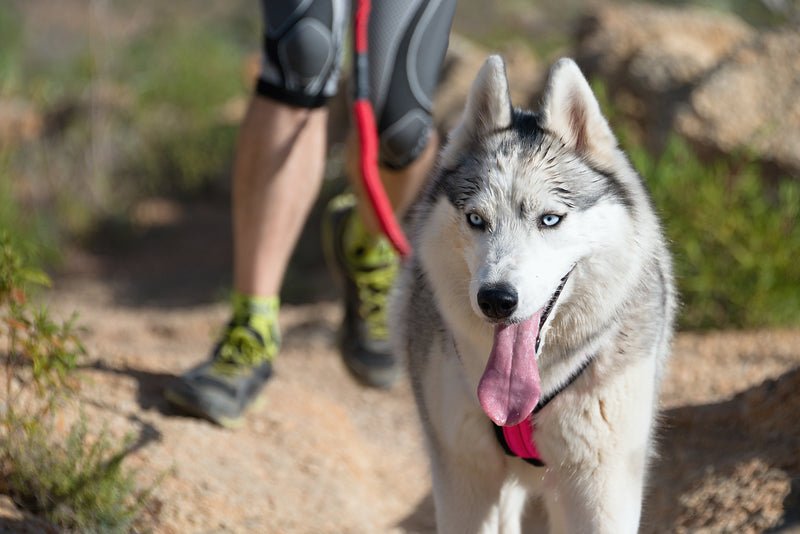 Who Needs a Running Mate When You Have a Dog - SnowPaw Store