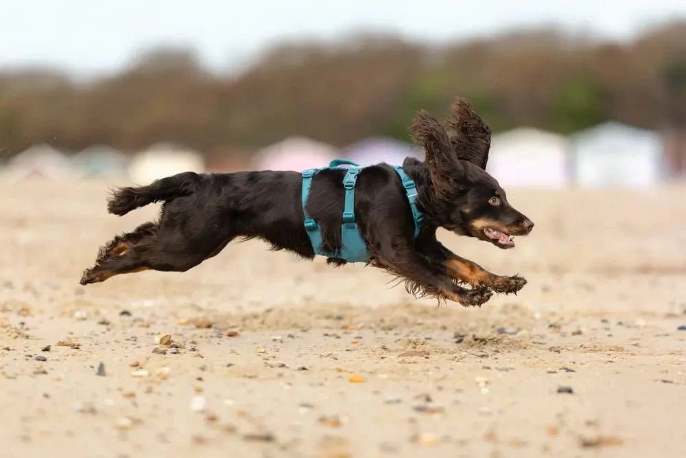 Why Free Harness Fittings Make Such a Difference (InStore and Virtual) - SnowPaw Store