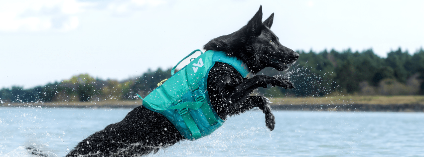 Why Proper Dog Life Jacket Fit Matters Most - SnowPaw Store