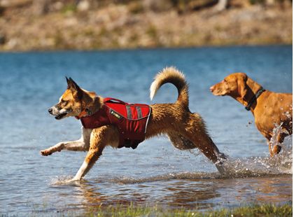 Active Dog Wear & Toys - SnowPaw Store