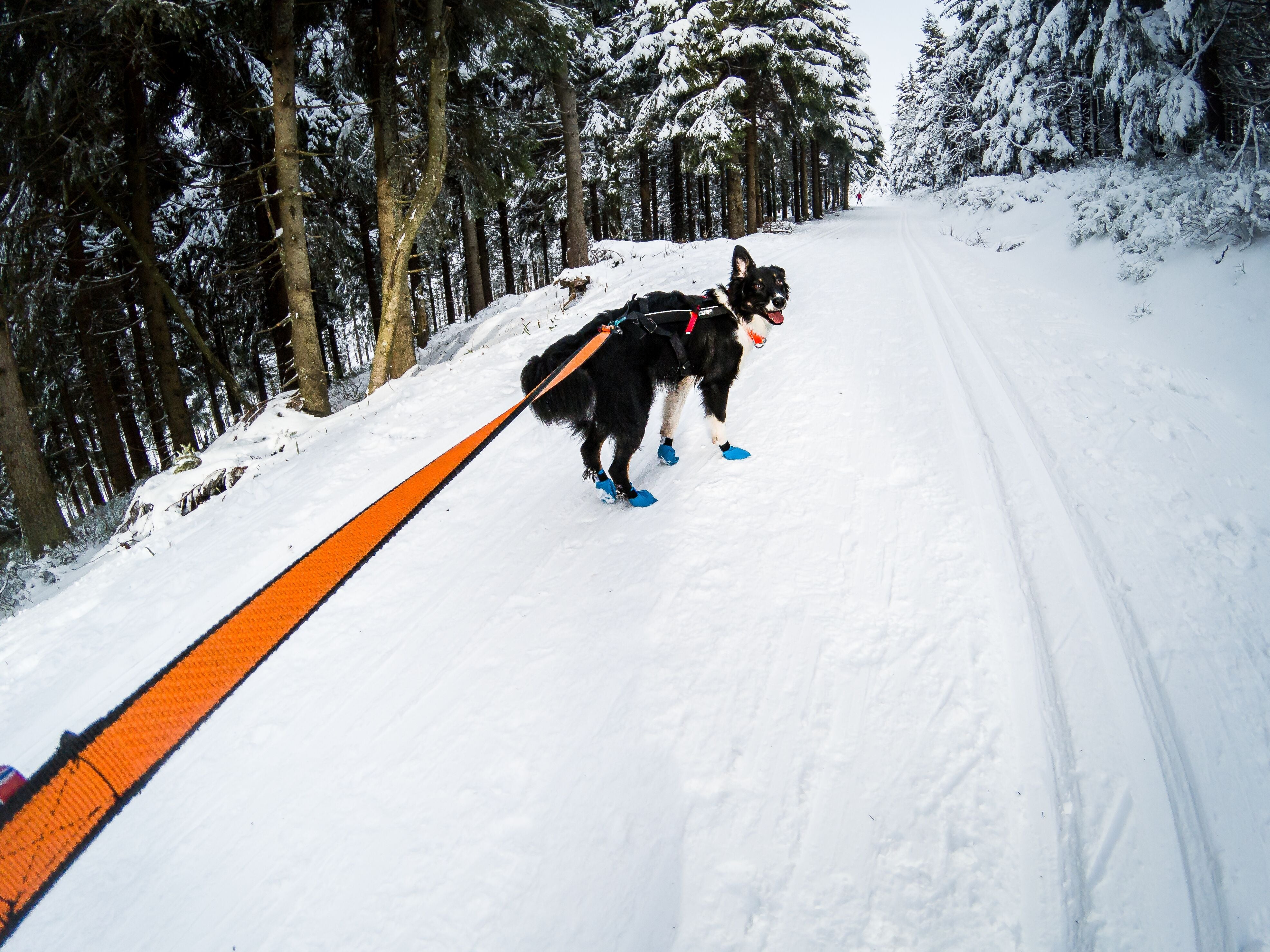 Bikejor Line - SnowPaw Store