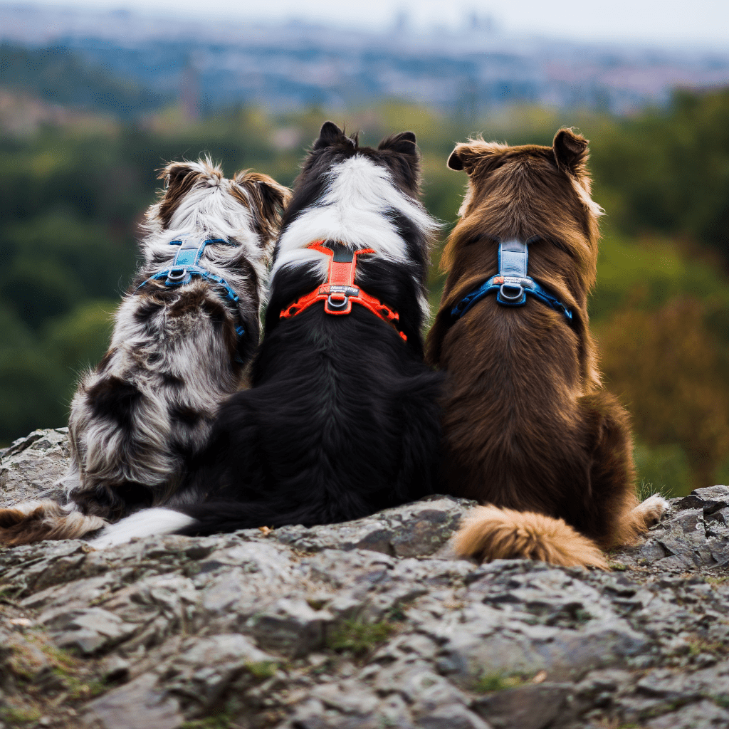 Camping & Hiking - Harnesses - SnowPaw Store
