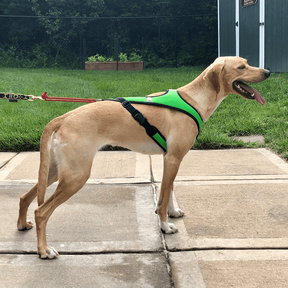 Canicross Harnesses - SnowPaw Store