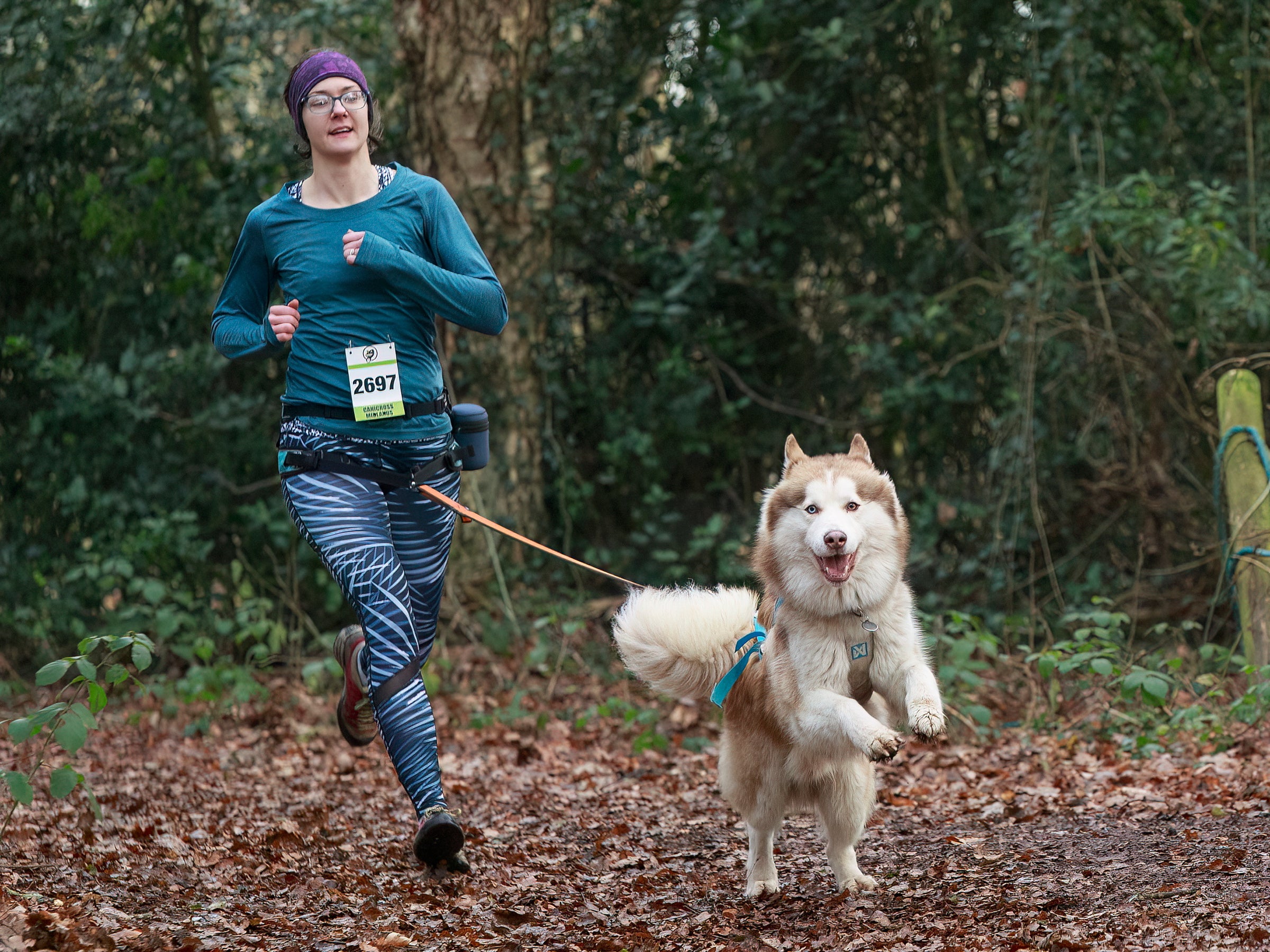 Canicross Kit - SnowPaw Store