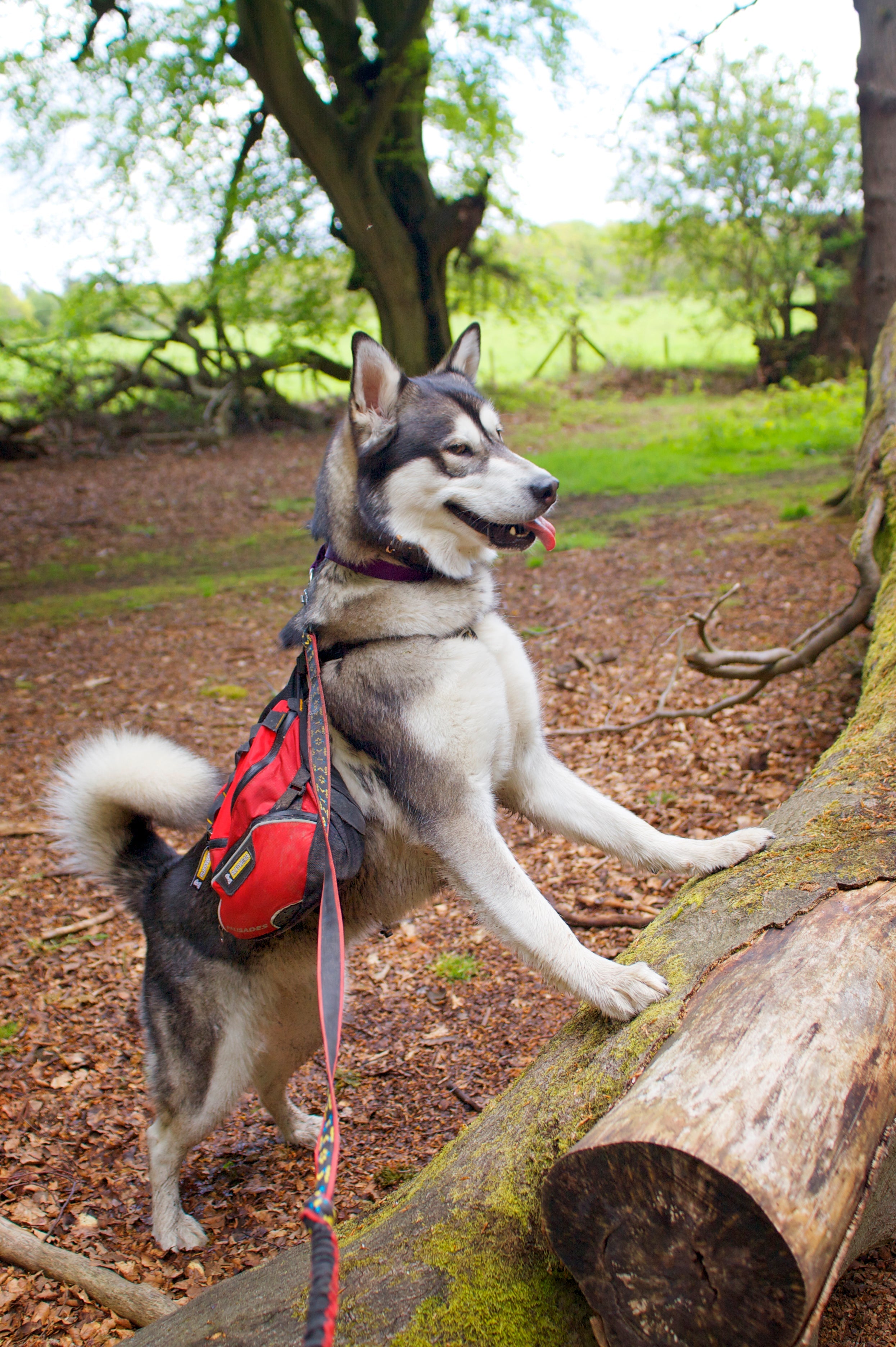 Dog Backpacks - SnowPaw Store