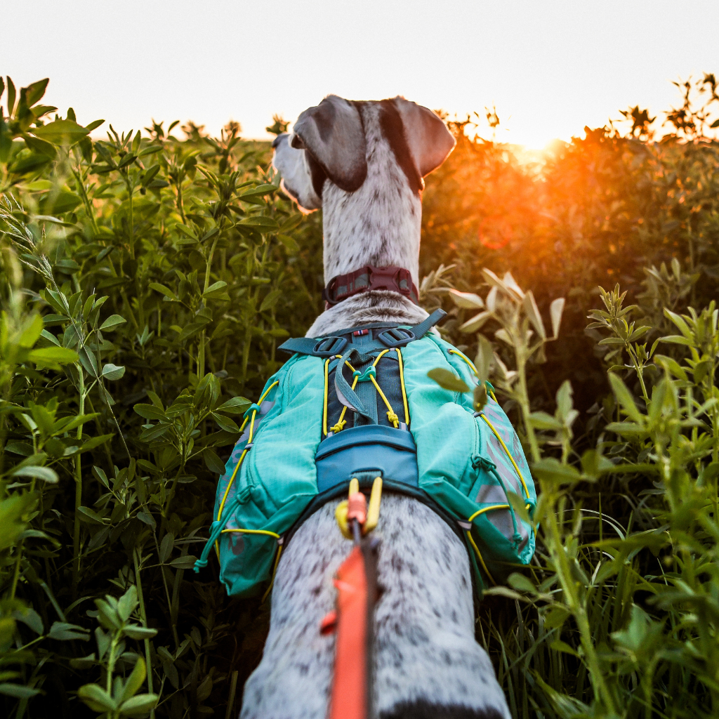 Dog Backpacks - SnowPaw Store