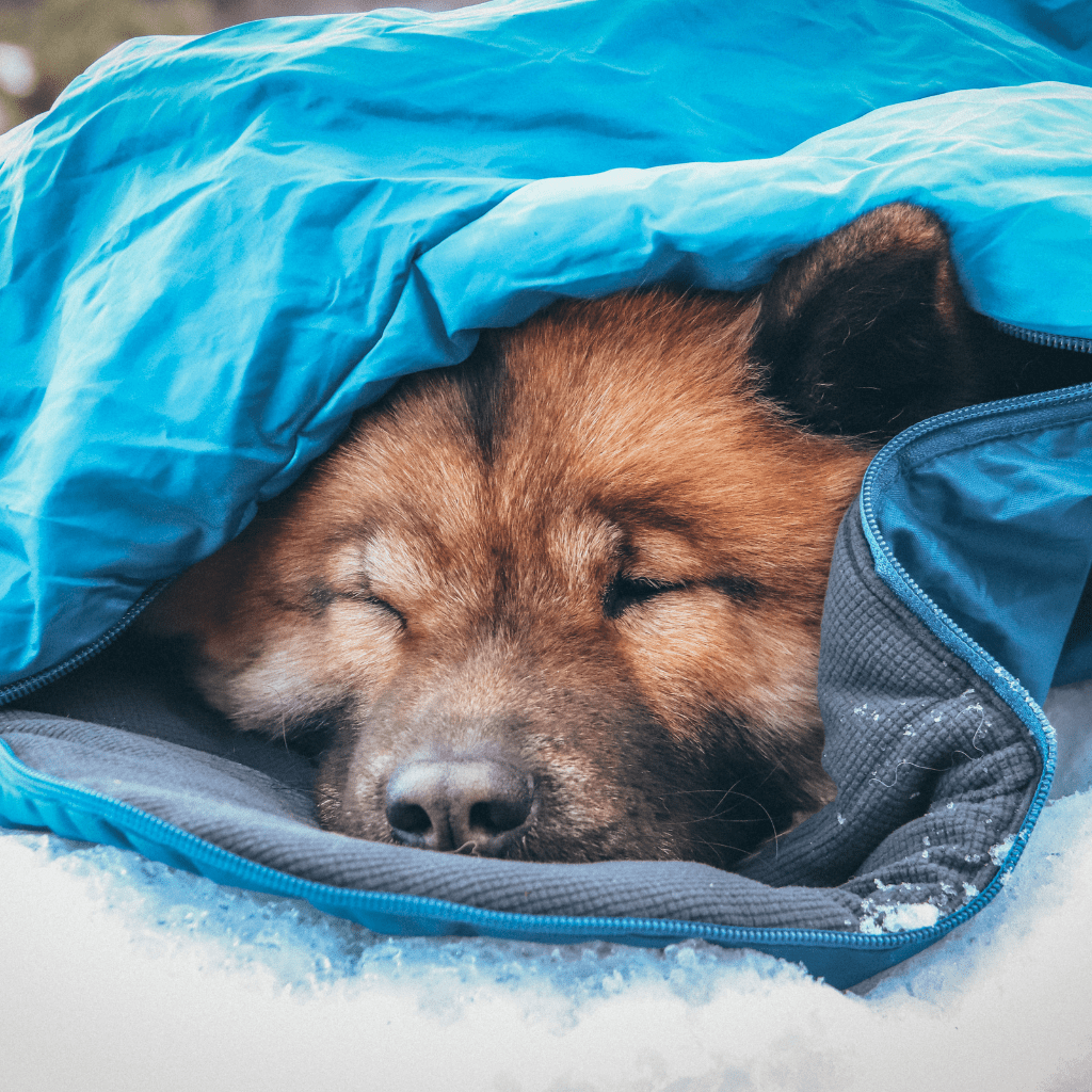 Dog Sleeping Mats and bags - SnowPaw Store