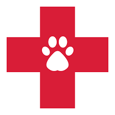 Dog Wound and Injury Care