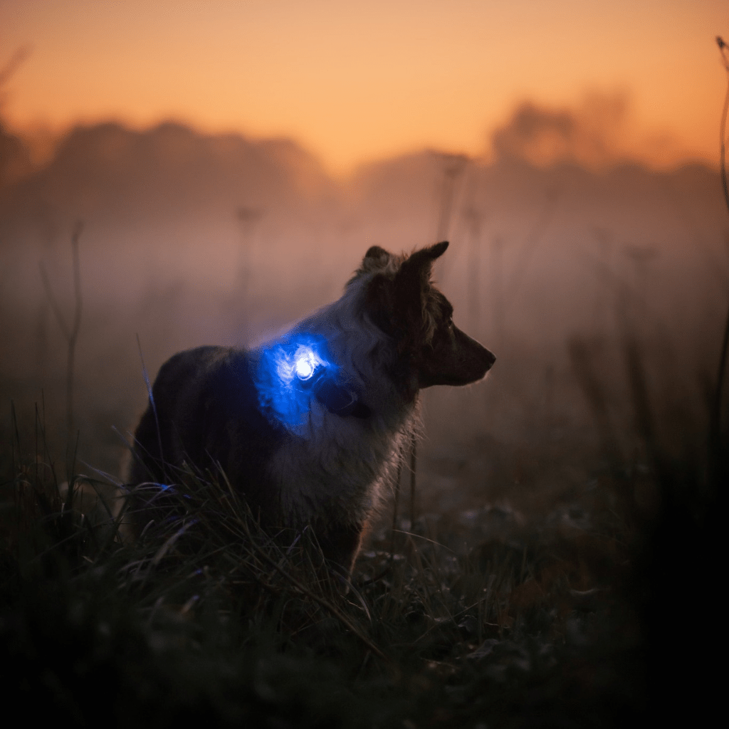Lights for you and your Dog - SnowPaw Store