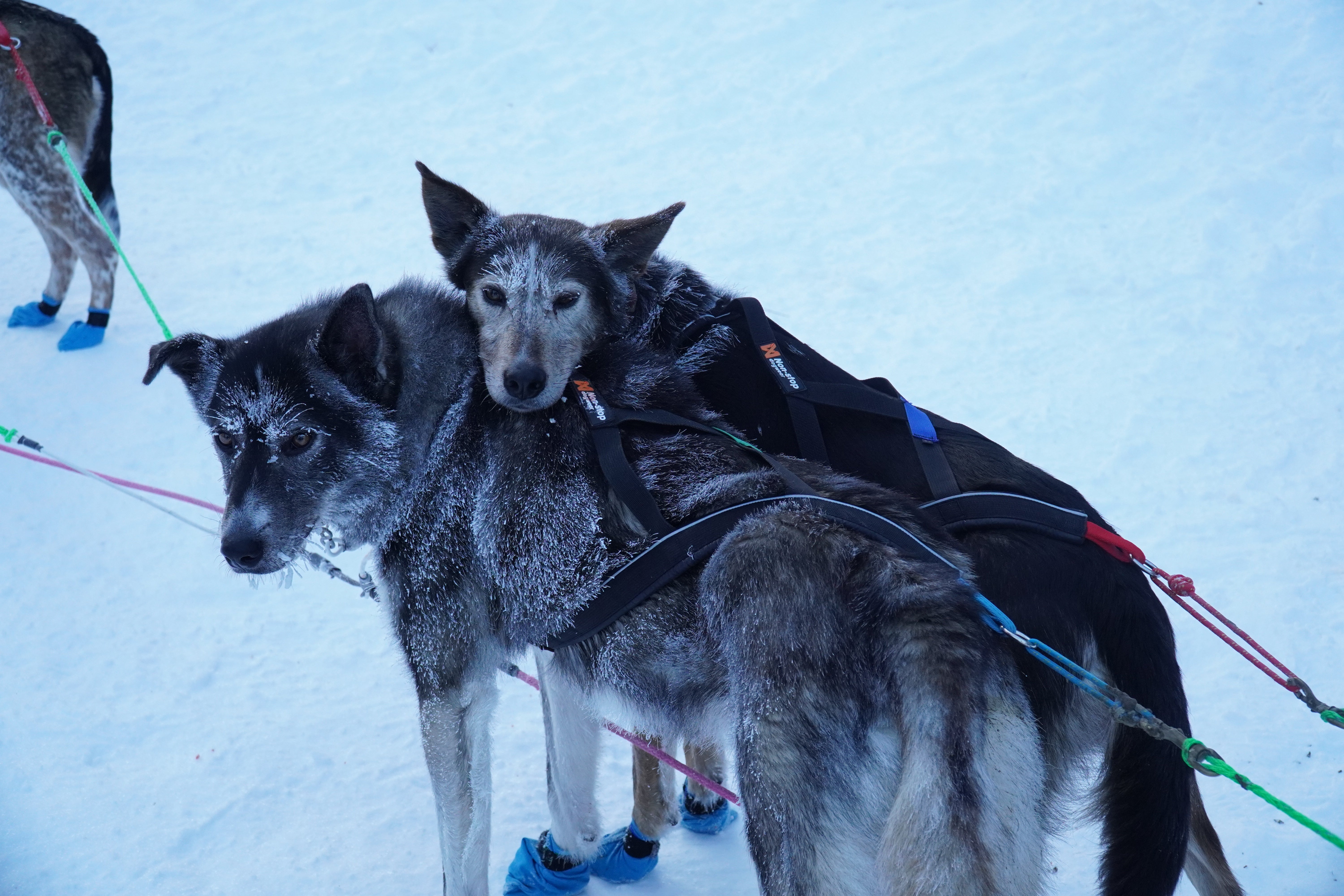 Sled Dog Equipment - Harnesses - SnowPaw Store