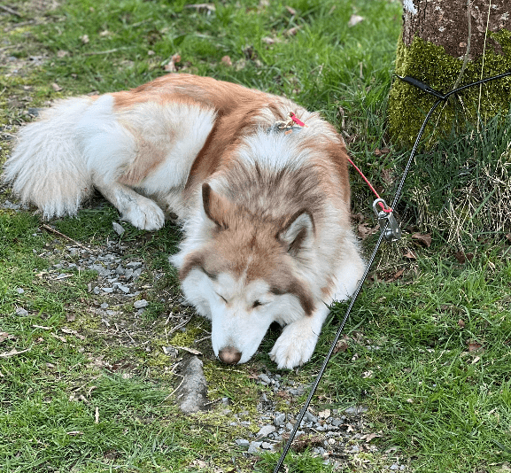 Stake Out Gear - SnowPaw Store