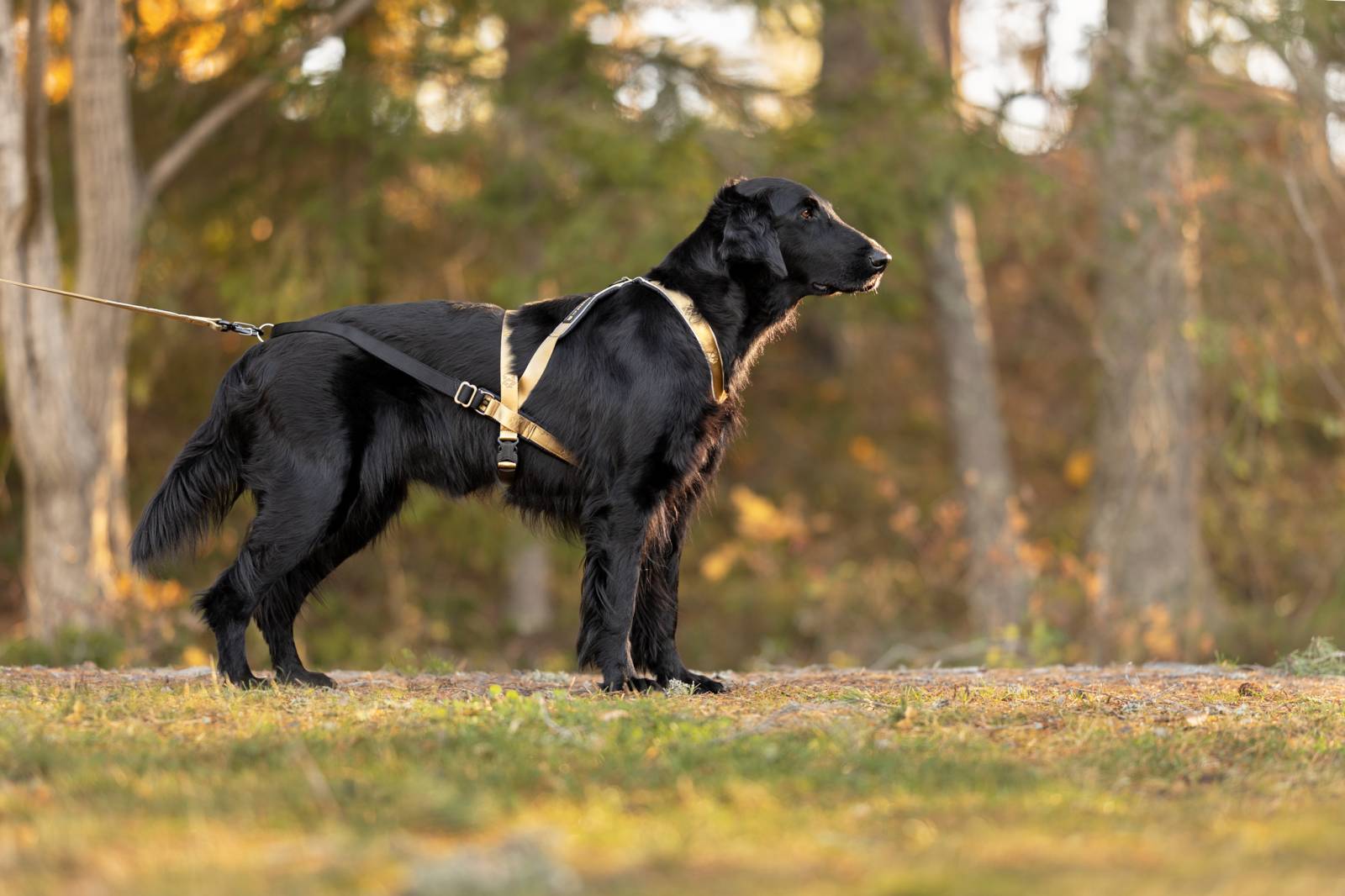 Multi-Sports Dog Harness Short (VIP Dogwear)