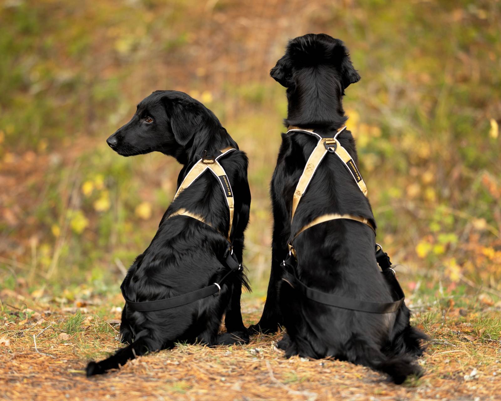 Multi-Sports Dog Harness Short (VIP Dogwear)