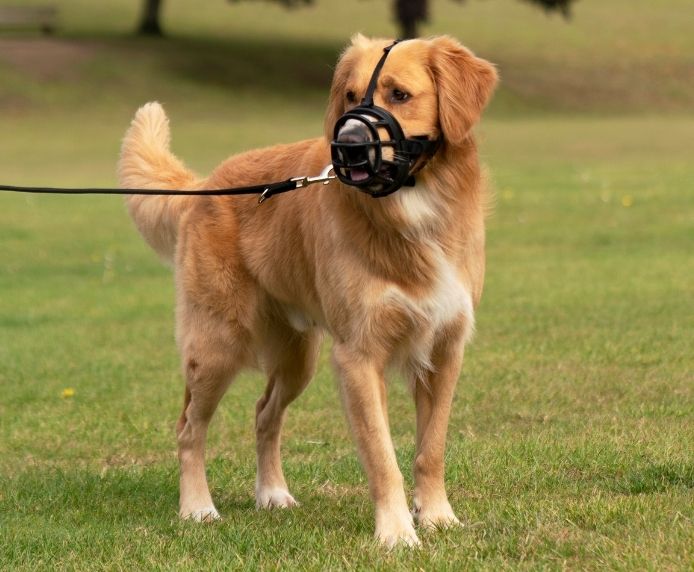 Ultra Basket Muzzle (Baskerville)