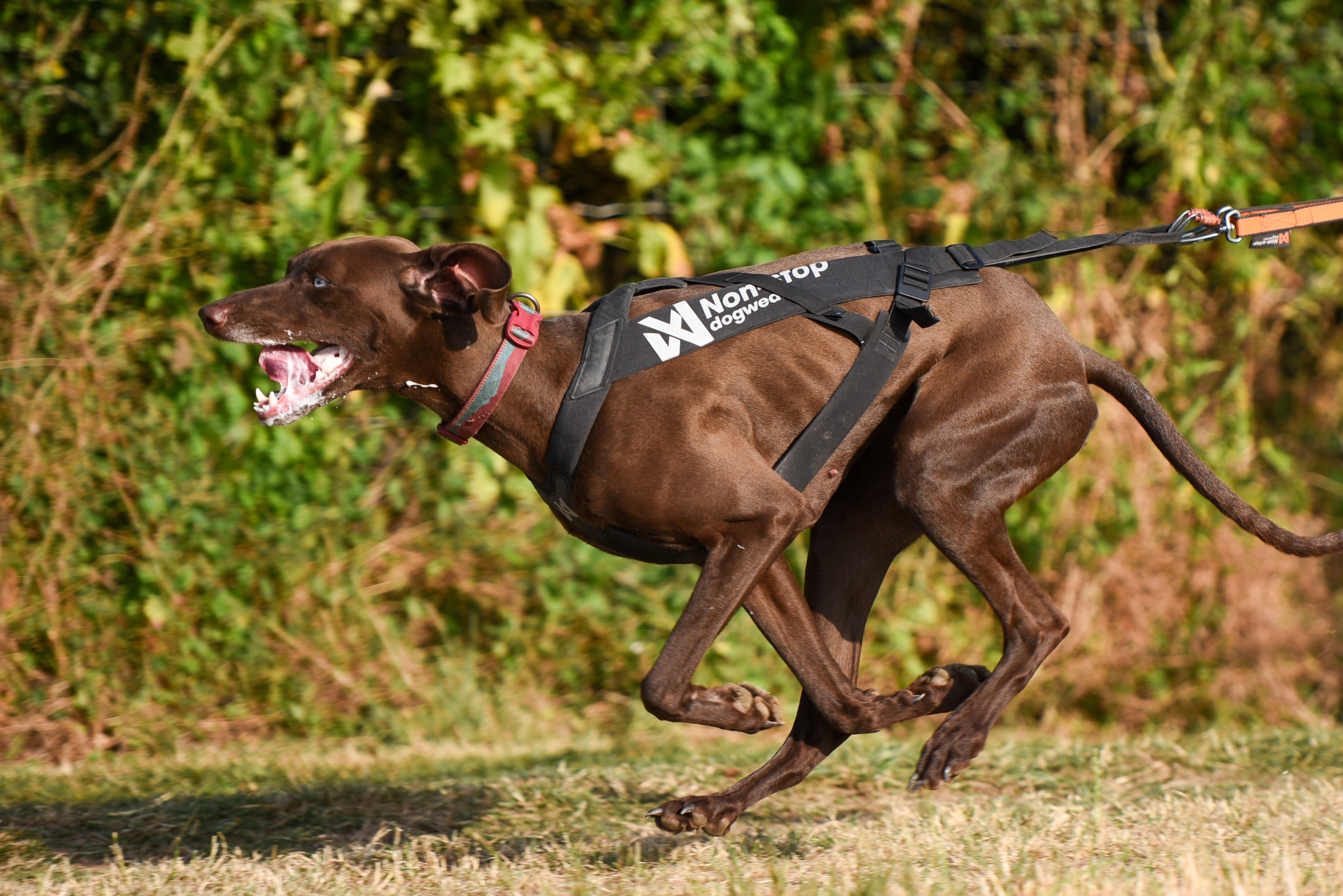 ***NEW*** Freemotion Pro Harness (Non-Stop Dogwear)