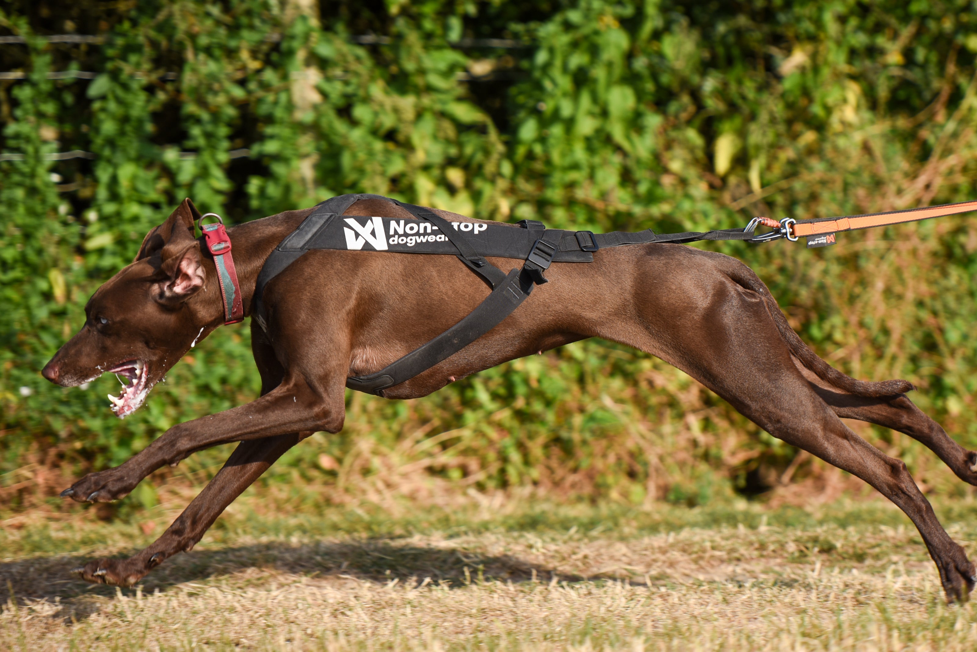 ***NEW*** Freemotion Pro Harness (Non-Stop Dogwear)